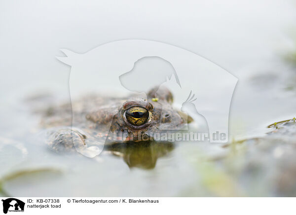 Kreuzkrte / natterjack toad / KB-07338