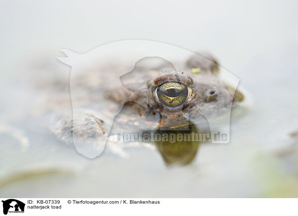 Kreuzkrte / natterjack toad / KB-07339