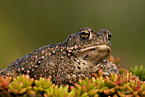 toad