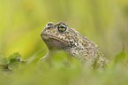 natterjack toad