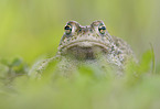 natterjack toad