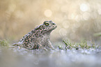 natterjack toad