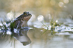 natterjack toad