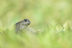 natterjack toad