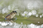 natterjack toad