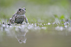 natterjack toad