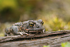 natterjack toad