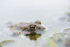 natterjack toad