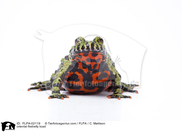 Chinesische Rotbauchunke / oriental firebelly toad / FLPA-02119