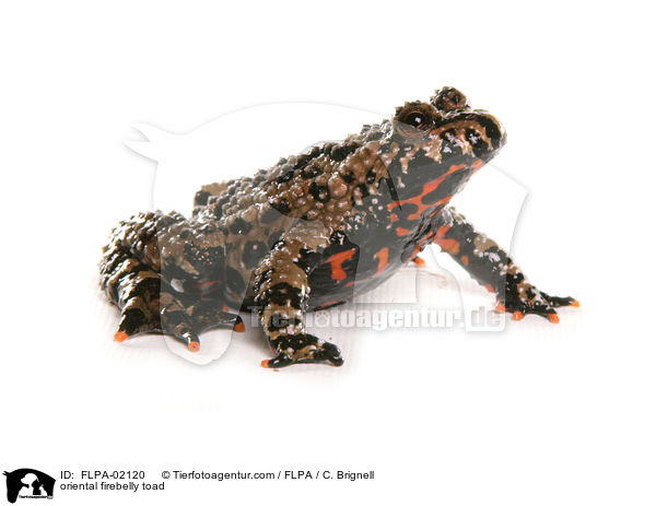 Chinesische Rotbauchunke / oriental firebelly toad / FLPA-02120