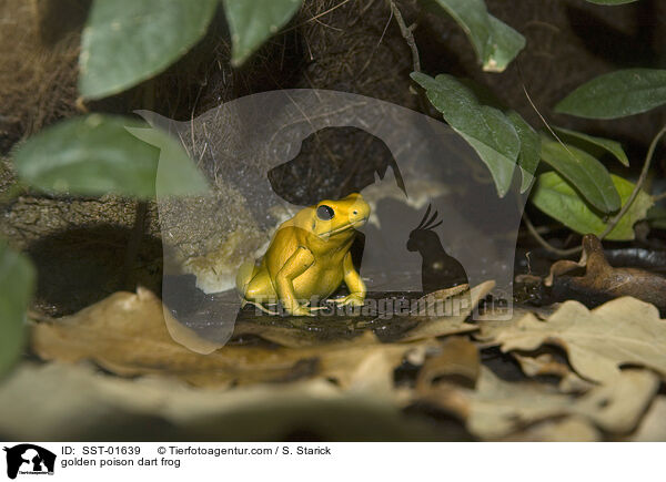 gelber Pfeilgiftfrosch / golden poison dart frog / SST-01639