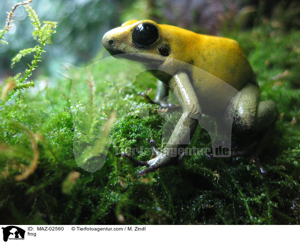 Pfeilgiftfrosch / frog / MAZ-02560