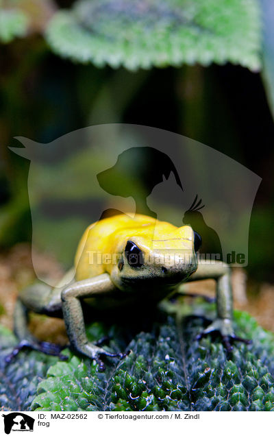 frog / MAZ-02562