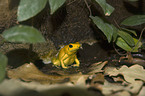 golden poison dart frog
