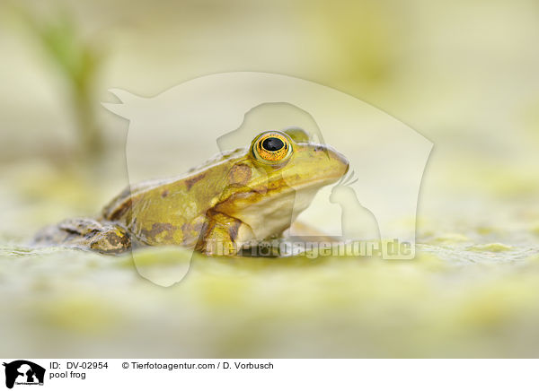 pool frog / DV-02954