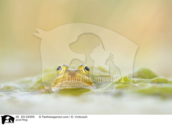 pool frog / DV-02955