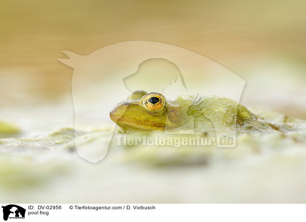 Kleiner Wasserfrosch / pool frog / DV-02956