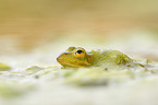 pool frog