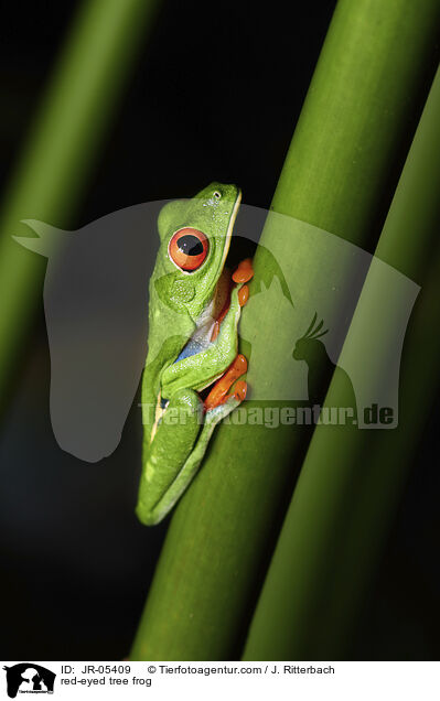 Rotaugenlaubfrosch / red-eyed tree frog / JR-05409