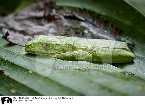 red-eyed tree frog / JR-05440