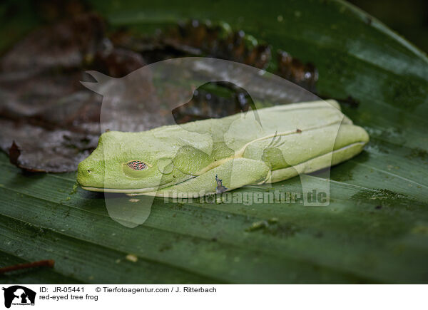 Rotaugenlaubfrosch / red-eyed tree frog / JR-05441