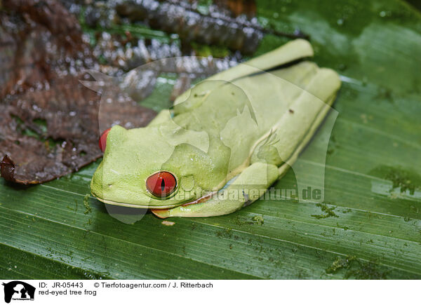 red-eyed tree frog / JR-05443