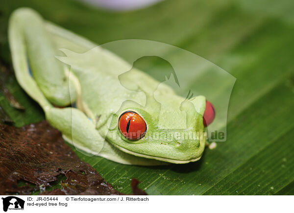 Rotaugenlaubfrosch / red-eyed tree frog / JR-05444