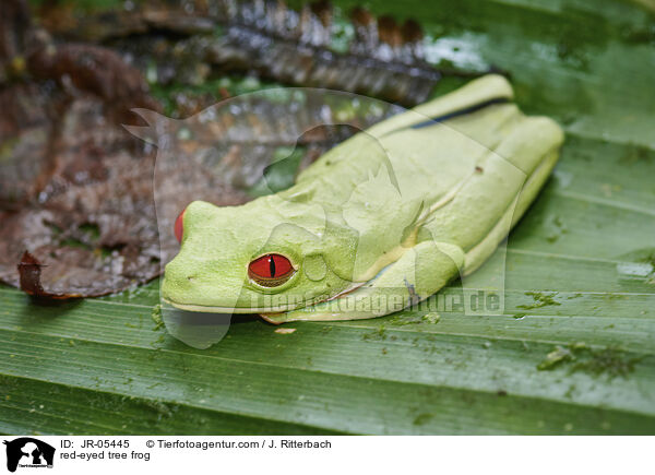 Rotaugenlaubfrosch / red-eyed tree frog / JR-05445