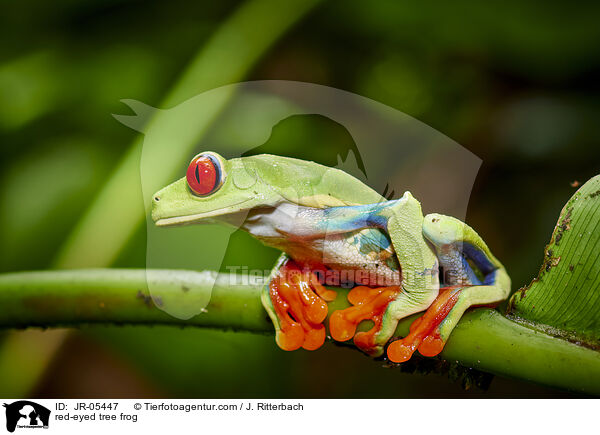 Rotaugenlaubfrosch / red-eyed tree frog / JR-05447
