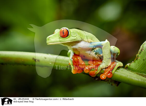 Rotaugenlaubfrosch / red-eyed tree frog / JR-05448