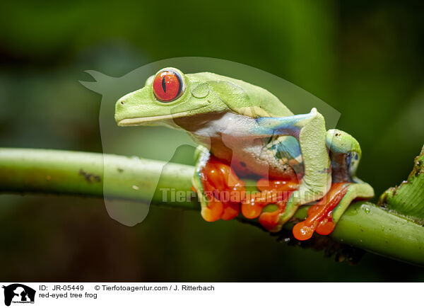 red-eyed tree frog / JR-05449