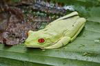 red-eyed tree frog