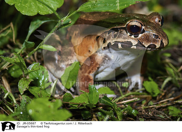 Mittelamerikanischer Ochsenfrosch / Savage's thin-toed frog / JR-05687