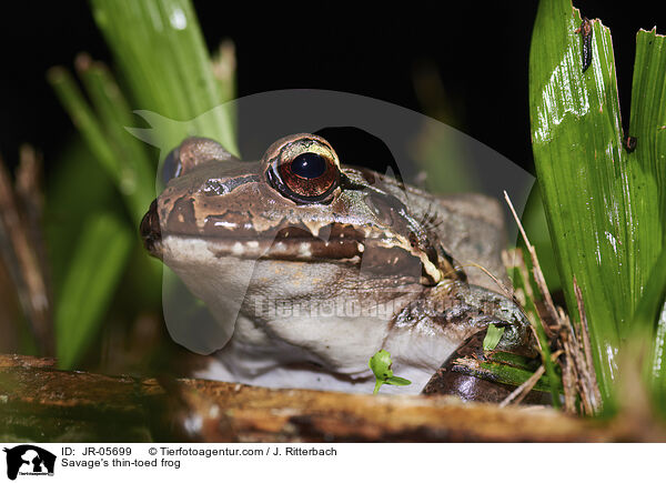Mittelamerikanischer Ochsenfrosch / Savage's thin-toed frog / JR-05699