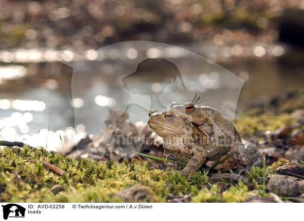 toads / AVD-02258