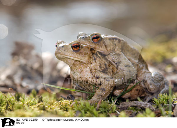 Krten / toads / AVD-02259