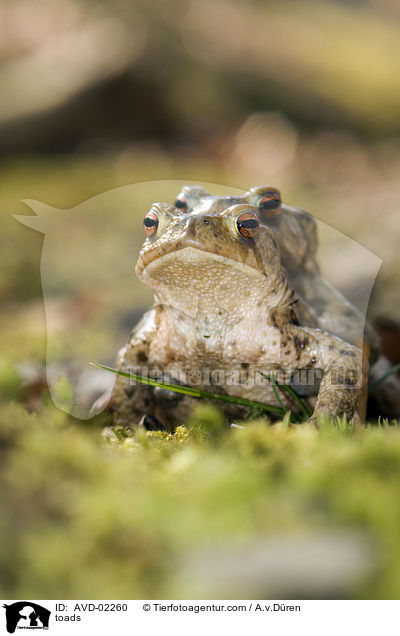 toads / AVD-02260