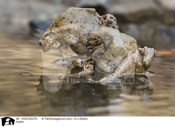 toads / AVD-02270