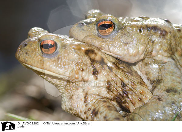 toads / AVD-02282