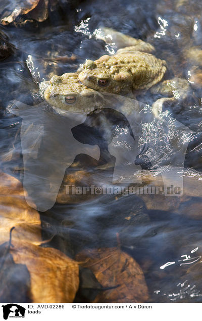 Krten / toads / AVD-02286