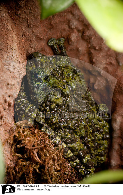 Vietnamesischer Moosfrosch / Vietnamese mossy frog / MAZ-04271