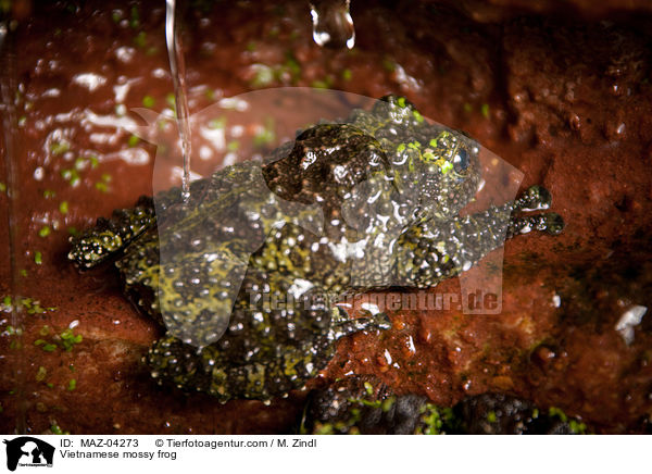 Vietnamesischer Moosfrosch / Vietnamese mossy frog / MAZ-04273