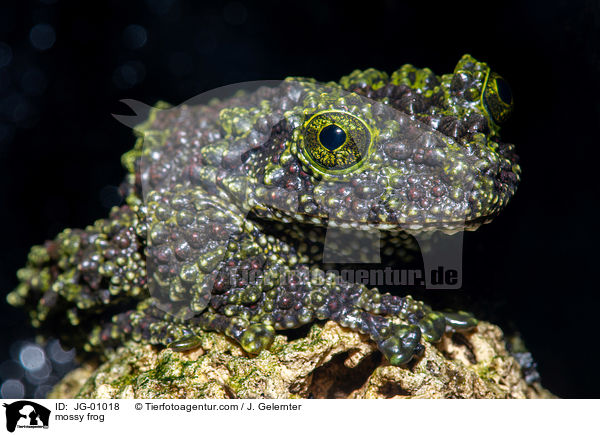 mossy frog / JG-01018