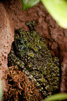 Vietnamese mossy frog