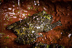 Vietnamese mossy frog