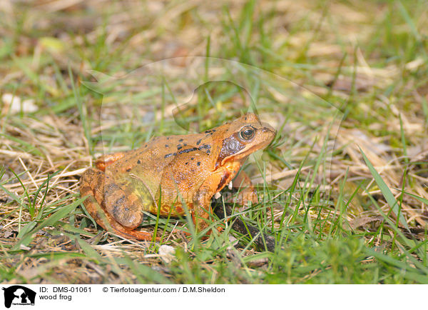 wood frog / DMS-01061