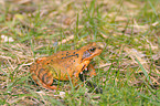 wood frog