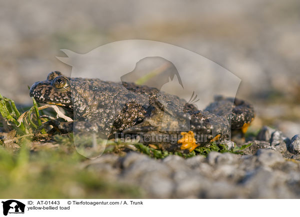 yellow-bellied toad / AT-01443