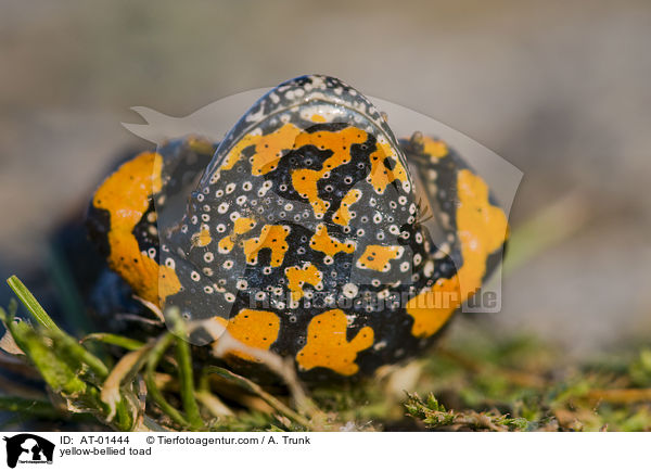 yellow-bellied toad / AT-01444