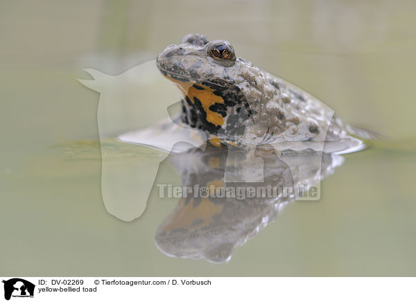 Gelbbauchunke / yellow-bellied toad / DV-02269